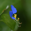 露草