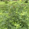 畑の夏の成長記録🌱 〜イチジク・サツマイモ・ポップコーン・ひまわり〜