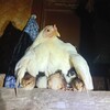 ニワトリたち