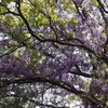 霊園風景　その98　「‥やがて咲く　藤の花」