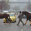 馬を引き連れ車道を横断、車は馬が渡りきるまで静止―陝西省西安市 転送