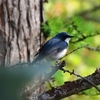 野鳥日記　2020年5月後半　MF