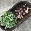 ＊球根の植え付けしごと♪