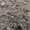 コスレタス（ロメインレタス）と泉州玉ねぎの栽培