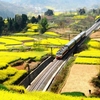 菜の花畑を疾走する列車　西安　陝西省