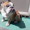 プリティーブルドッグ🐶