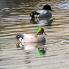 🦆野鳥の回【27】🆕 ヨシガモ（葭鴨）ナポレオンハットの愛称で人気のカモ（他色々あり）