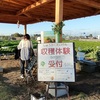 ふかや花園アウトレットの隣で野菜を収穫してきた