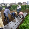 ＜農業講座日記＞　白菜、種まき準備　枝豆は開花（８月19日）