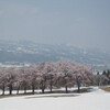 雪の中・桜開花