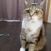 編み物練習と、様になって来た「のせ猫」