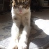 日差し浴び猫