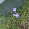 庭でよく見るあの花は、マツバウンラン