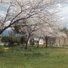 中央公園の桜も満開です