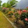 洞峰公園のバラ～つくば市とその周辺の風景写真案内（４０８）