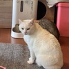 猫は飼い主に似る？