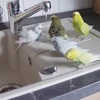 かわいいインコちゃん・・・