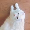 ねこかわいい30