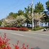 桜のはしご ③　東村海岸公園　　( 編集中 )