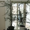 フィンガーライム冬に花と実
