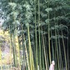 「佐久の季節便り」、お正月を飾る「竹の仲間たち」が、SCTで放映されました。