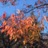 鹿沼公園の紅葉　始まりました！　（2019年11月16日現在）