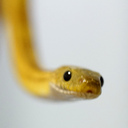 hebi-colon
