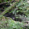 森の中のアナグマ