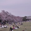 小金井公園で桜みて月みて仲良くなって