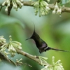 カンムリトゲオハチドリ(Wire-crested Thorntail)