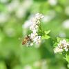【ミツバチに感謝する「ミツバチたちのソバの花畑コンサート♪」開催】岐阜県加茂郡坂祝町「そばの里 深萱ふーど」で2019年9月16日（月）開催