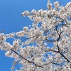 お昼の陽を浴びた桜の花もきれいです