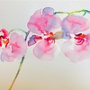 日々絵「胡蝶蘭　Phalaenopsis orchid」21.06.21