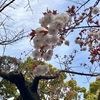 春は鶴舞公園で花見