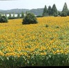 世羅ひまわり畑