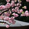 親縁寺の八重桜