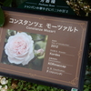コンスタンツェモーツァルト &  花見川　京成バラ園　２０２４春