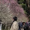 縮景園で梅見 2