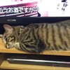 猫の日なので、アドビの「Photoshop Mix撮影講座」に参加してきました