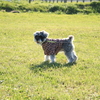 ＃犬の熱中症。重症化を防ぐには！