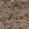 ヒメハチクイ(Little Bee-eater)