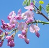 第4章フジに花が咲かない原因「流石に栄養不足だと花は咲かないでしょう。」