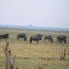 オグロヌー(Blue Wildebeest)の群れ