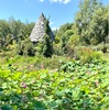 蓮の花が観たくて〜上野ファームへ