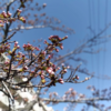 関東は桜も見ごろ、、のようですが。