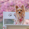 【愛犬と春色フォト散歩】朝陽に輝くピンクの楽園「河津桜の丘」