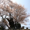 【笠間市】下市毛の山桜・・