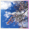寒桜