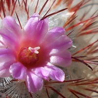 2021年2月の記録。豊明丸の花が咲いたころ。