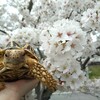 リクガメ　じょーたろーとお花見